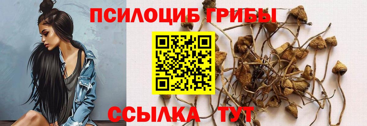 Галлюциногенные грибы GOLDEN TEACHER  дарнет шоп  Темрюк  Псилоцибиновые грибы MAGIC MUSHROOMS  Вход с VPN 